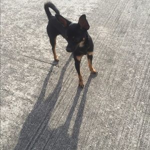 My dogs are the last two the first is a lost dog.